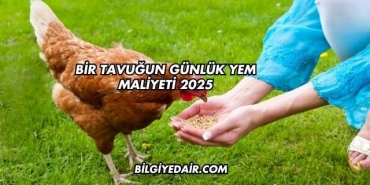 Bir Tavuğun Günlük Yem Maliyeti 2025