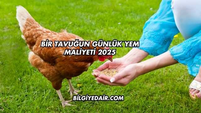 Bir Tavuğun Günlük Yem Maliyeti 2025