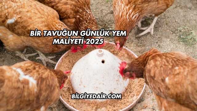 Bir Tavuğun Günlük Yem Maliyeti 2025