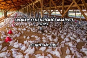 Broiler Yetiştiriciliği Maliyeti 2025