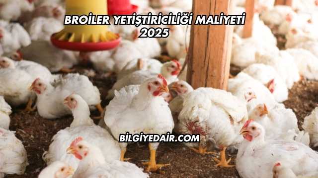Broiler Yetiştiriciliği Maliyeti 2025