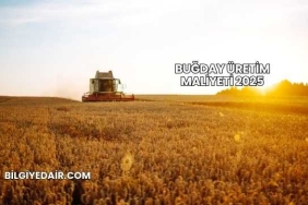 Buğday Üretim Maliyeti 2025