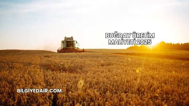 Buğday Üretim Maliyeti 2025