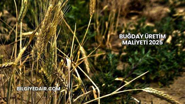 Buğday Üretim Maliyeti 2025