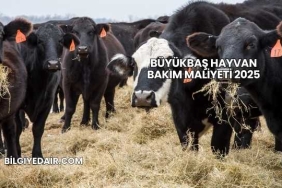 Büyükbaş Hayvan Bakım Maliyeti 2025