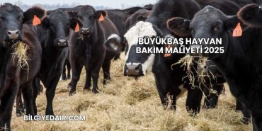 Büyükbaş Hayvan Bakım Maliyeti 2025