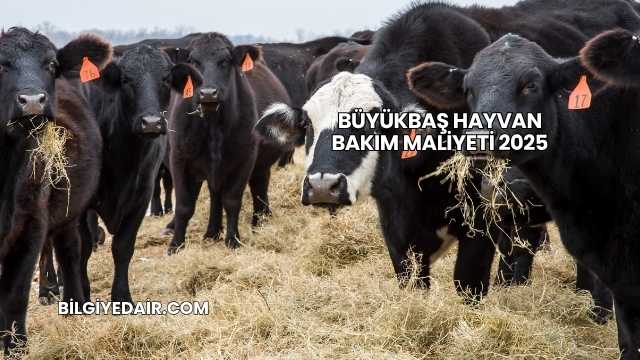 Büyükbaş Hayvan Bakım Maliyeti 2025