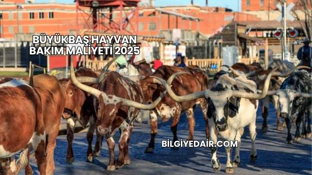 Büyükbaş Hayvan Bakım Maliyeti 2025