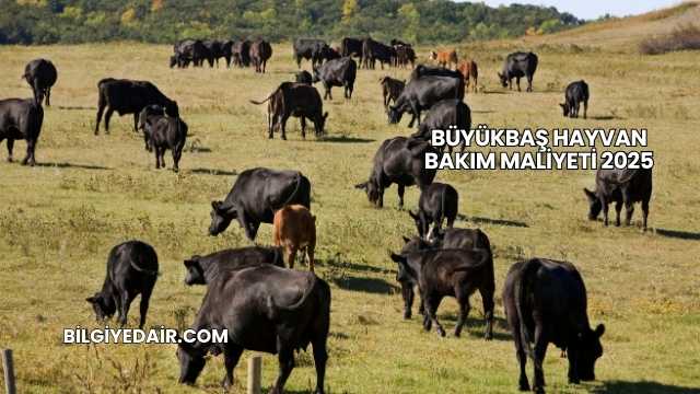 Büyükbaş Hayvan Bakım Maliyeti 2025