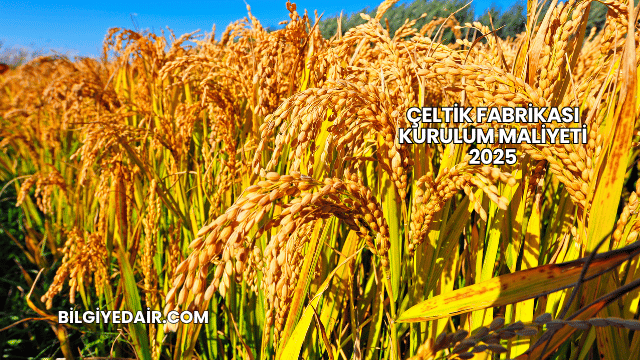 Çeltik Fabrikası Kurulum Maliyeti 2025