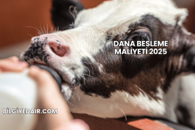 Dana Besleme Maliyeti 2025