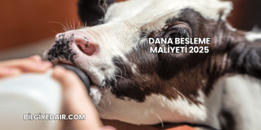 Dana Besleme Maliyeti 2025