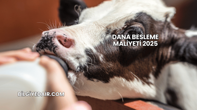 Dana Besleme Maliyeti 2025