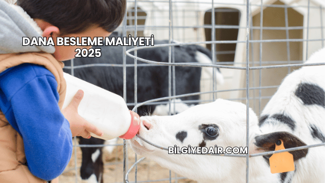 Dana Besleme Maliyeti 2025