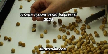 Fındık İşleme Tesisi Maliyeti 2025