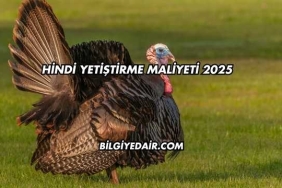 Hindi Yetiştirme Maliyeti 2025