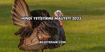 Hindi Yetiştirme Maliyeti 2025