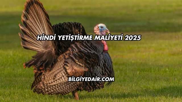 Hindi Yetiştirme Maliyeti 2025