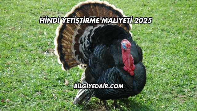 Hindi Yetiştirme Maliyeti 2025