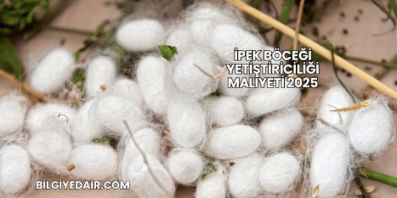 İpek Böceği Yetiştiriciliği Maliyeti 2025