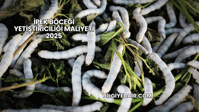 İpek Böceği Yetiştiriciliği Maliyeti 2025