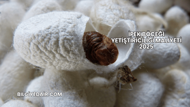 İpek Böceği Yetiştiriciliği Maliyeti 2025