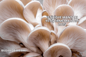İstiridye Mantarı Yetiştirme Maliyeti 2025