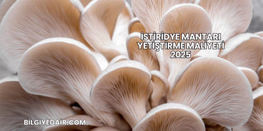 İstiridye Mantarı Yetiştirme Maliyeti 2025