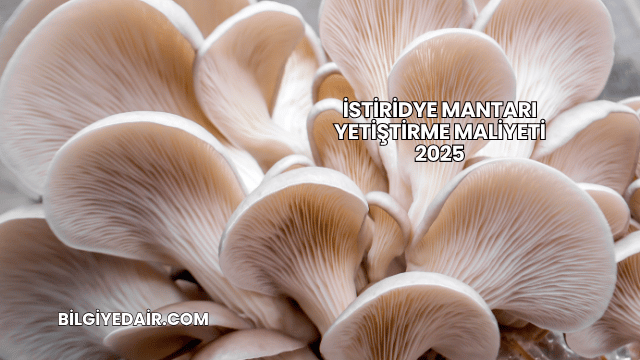İstiridye Mantarı Yetiştirme Maliyeti 2025