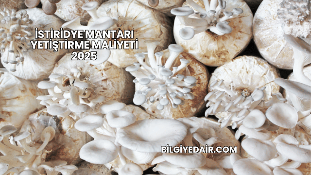 İstiridye Mantarı Yetiştirme Maliyeti 2025