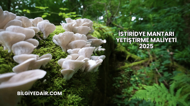 İstiridye Mantarı Yetiştirme Maliyeti 2025