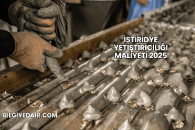 İstiridye Yetiştiriciliği Maliyeti 2025