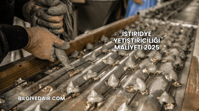 İstiridye Yetiştiriciliği Maliyeti 2025