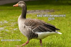 Kaz Üretim Maliyeti 2025