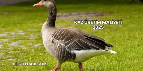Kaz Üretim Maliyeti 2025