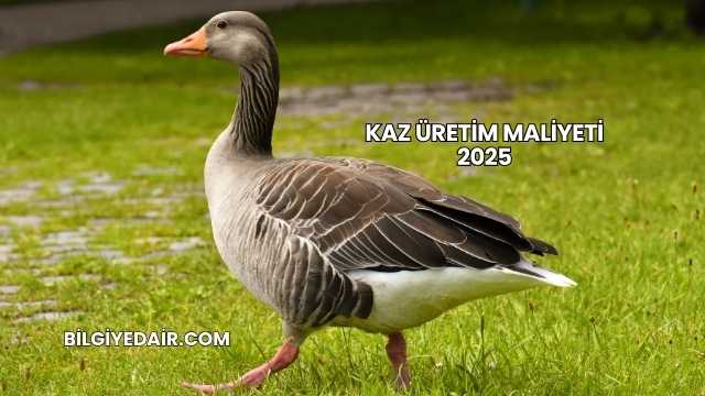 Kaz Üretim Maliyeti 2025