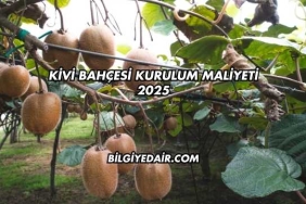 Kivi Bahçesi Kurulum Maliyeti 2025