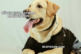 Köpek Kısırlaştırma Maliyeti 2025