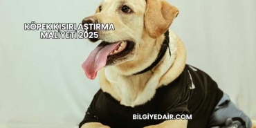Köpek Kısırlaştırma Maliyeti 2025
