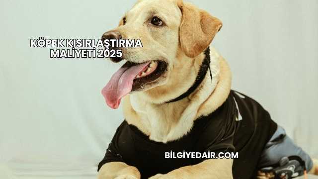 Köpek Kısırlaştırma Maliyeti 2025