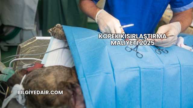 Köpek Kısırlaştırma Maliyeti 2025