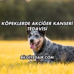 Köpeklerde Akciğer Kanseri Tedavisi