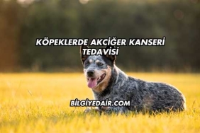Köpeklerde Akciğer Kanseri Tedavisi