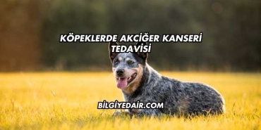Köpeklerde Akciğer Kanseri Tedavisi