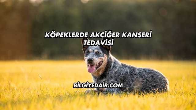 Köpeklerde Akciğer Kanseri Tedavisi
