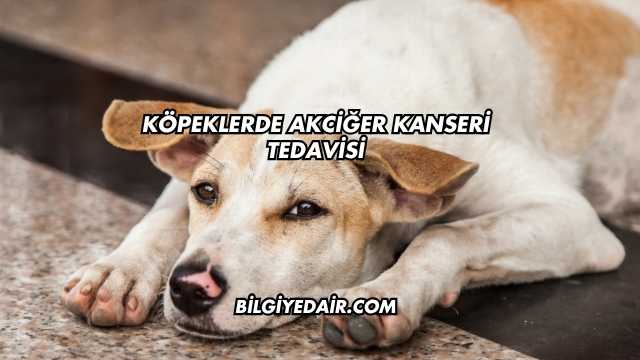 Köpeklerde Akciğer Kanseri Tedavisi