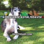 Köpeklerde Astım Tedavisi