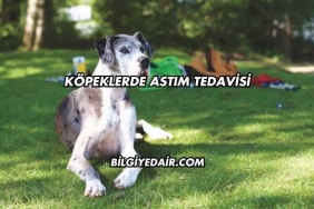 Köpeklerde Astım Tedavisi