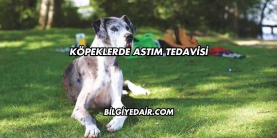 Köpeklerde Astım Tedavisi