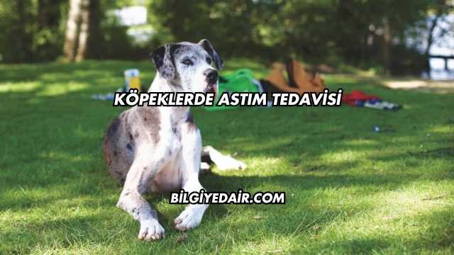 Köpeklerde Astım Tedavisi